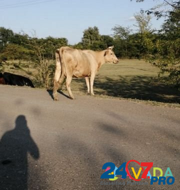 Коровы Будённовск - изображение 8