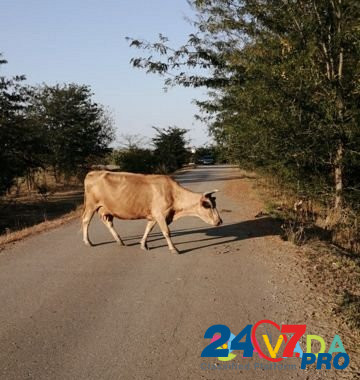 Коровы Будённовск - изображение 7