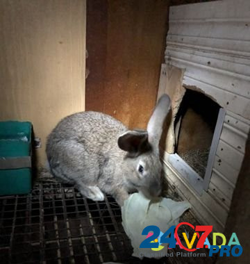Кролики Ryazan' - photo 1