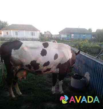 Продам стельную корову Abramovka