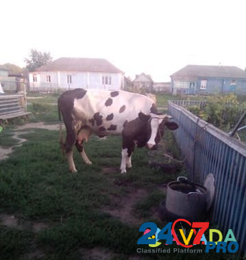 Продам стельную корову Абрамовка - изображение 2