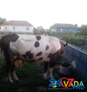 Продам стельную корову Абрамовка - изображение 3