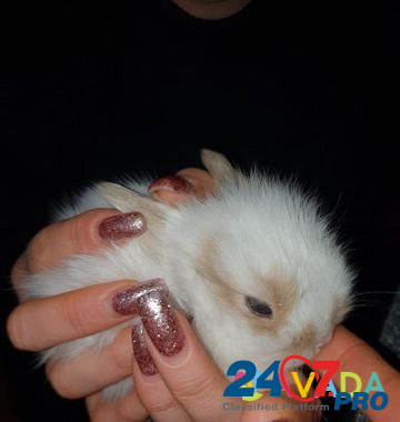Мини карликовый кролик Makhachkala - photo 7