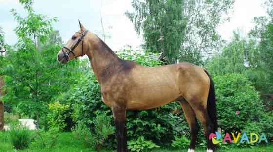 Лошадь в аренду Podol'sk