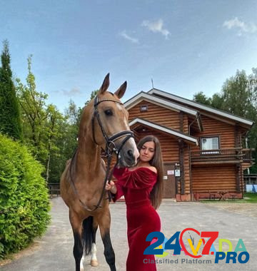 Лошадь в аренду Podol'sk - photo 1