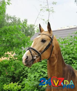 Лошадь в аренду Podol'sk - photo 3