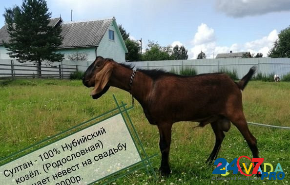 Коза нубийская Tikhvin - photo 4