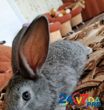 Кролик Kovrov - photo 1