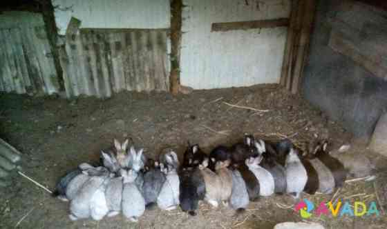 Кролики Нальчик