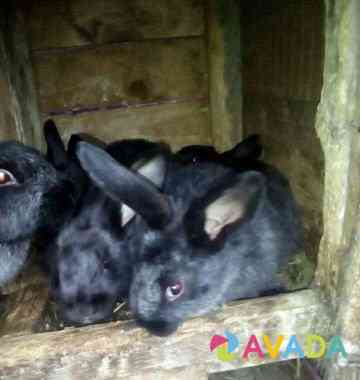 Кролики Nal'chik