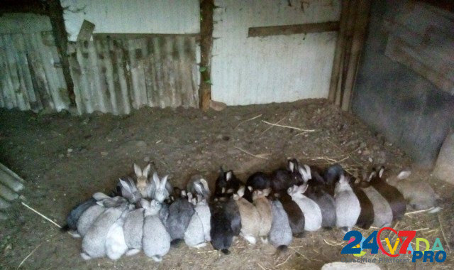 Кролики Nal'chik - photo 1
