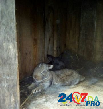 Кролики Nal'chik - photo 5