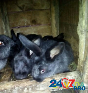 Кролики Nal'chik - photo 4