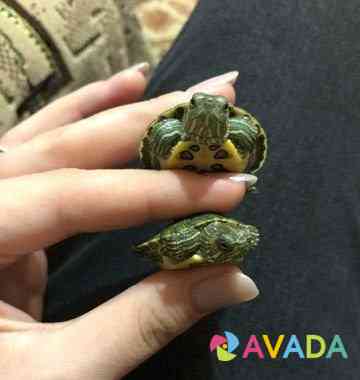 Черепаха Maykop