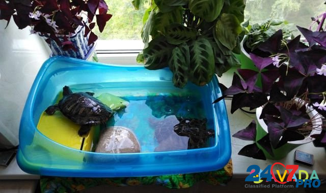 Черепаха красноухая Самара - изображение 2