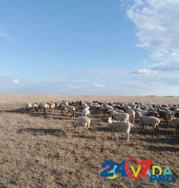 Овцы Sadovoye - photo 6