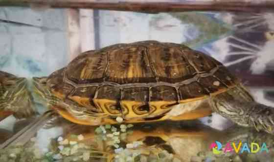 Черепаха Georgiyevsk