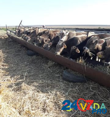 Продаются бычки и тёлки швицкой породы Kursavka - photo 1