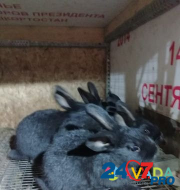 Продам кроликов Полтавское серебро Belebey - photo 3