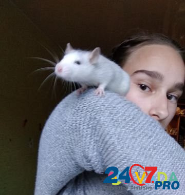 Крыса Пермь - изображение 1