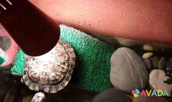 Черепаха красноухая Kurgan