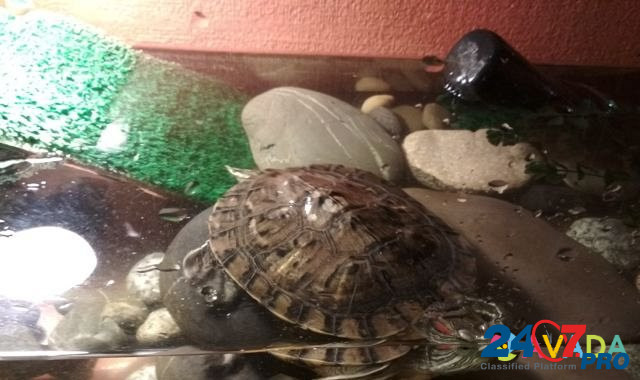 Черепаха красноухая Kurgan - photo 2