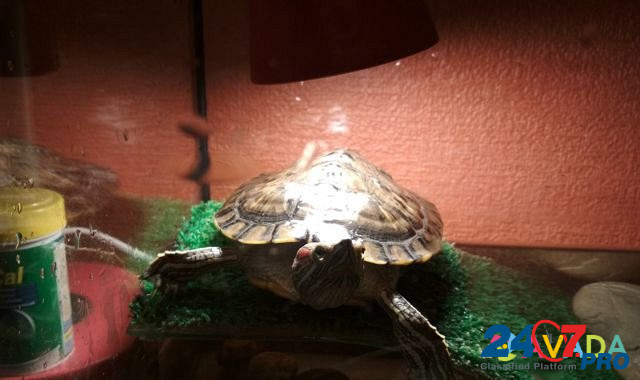 Черепаха красноухая Kurgan - photo 4