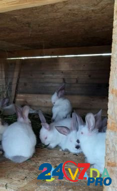 Кролики калифорния и карликовые Elektrostal' - photo 3