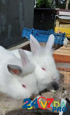 Кролики калифорния и карликовые Elektrostal' - photo 6