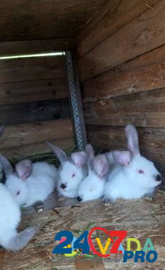 Кролики калифорния и карликовые Elektrostal' - photo 1