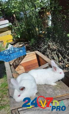 Кролики калифорния и карликовые Elektrostal' - photo 5