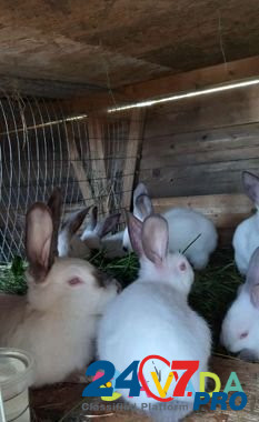 Кролики калифорния и карликовые Elektrostal' - photo 2