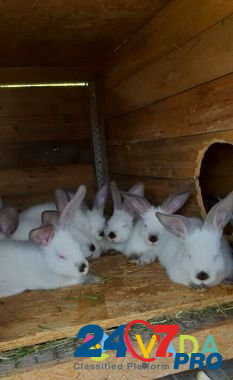 Кролики калифорния и карликовые Elektrostal' - photo 4