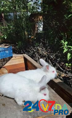 Кролики калифорния и карликовые Elektrostal' - photo 7