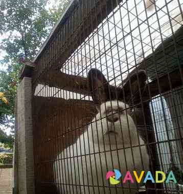Кролики на разведение Magnitogorsk
