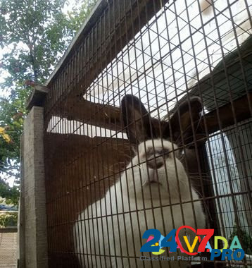 Кролики на разведение Magnitogorsk - photo 1