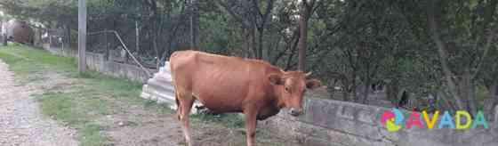 Корова Groznyy