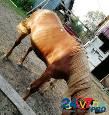 Лошадь Aleksandrov - photo 1