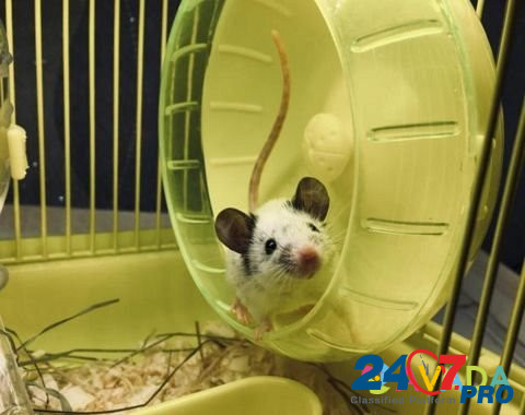 Мышь карликовая, японская Курск - изображение 2