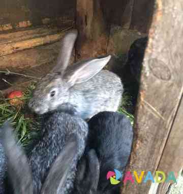 Кролик 2 месяца привиты Нижний Новгород