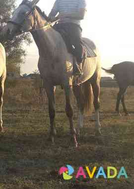 Лошадь Groznyy