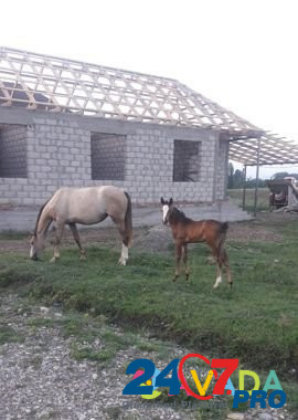 Лошадь Groznyy - photo 5