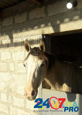 Лошадь Groznyy - photo 3