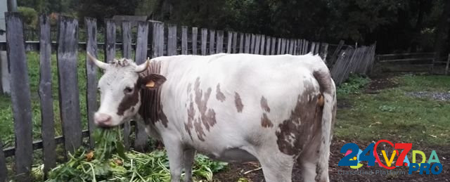 Продается корова с приятным сюрпризом Раевский - изображение 1