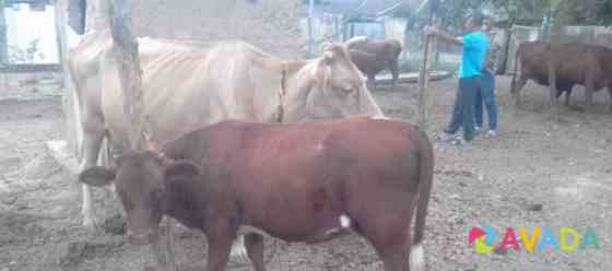 Продаётся корова с телёнком Pavlodol'skaya