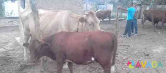 Продаётся корова с телёнком Pavlodol'skaya
