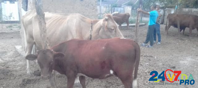 Продаётся корова с телёнком Pavlodol'skaya - photo 3