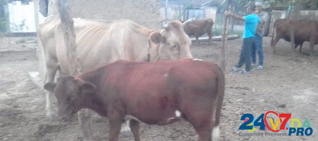 Продаётся корова с телёнком Pavlodol'skaya - photo 2