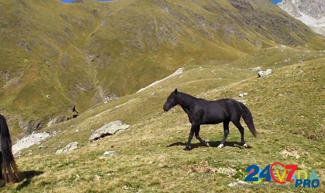 Лошадь Кашхатау - изображение 2