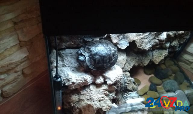 Отдам красноухую черепаху Dzerzhinsk - photo 3
